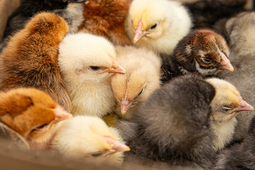 different colored little chickens in the farm