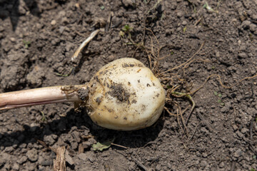 Fritillaria imperialis, imperial crown plant Bulb ready for planting