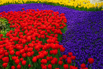 Grape hyacinths between the red and yellow tulips in a park.