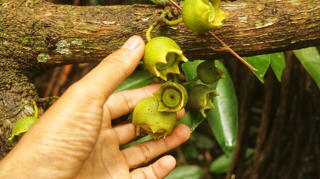 Manzana de Montana fruit (Bellucia Axinanthera or Bellucia Pentamera). Tropical Plant Species Belonging to the Family Melastomataceae in the Order Myrtales. has vitamins and a sweet taste