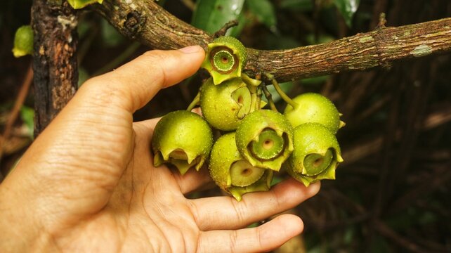 Manzana de Montana fruit (Bellucia Axinanthera or Bellucia Pentamera). Tropical Plant Species Belonging to the Family Melastomataceae in the Order Myrtales. has vitamins and a sweet taste