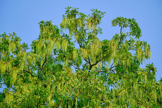 Indian Devil tree