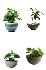 3d illustration ornamental plants in pots