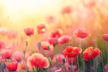Fototapeta premium Sunset field of red poppies in warm light, creating a serene and vibrant landscape