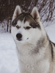siberian husky dog