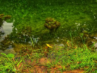 clear river water with a landscape of white sand, aquatic plants, tropical rainforest, small fish, and a very clear river in front. beautiful view
