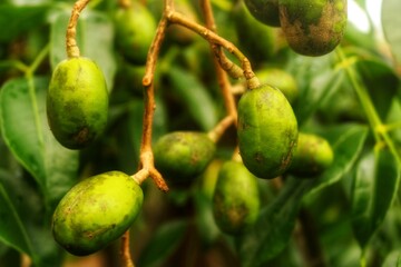 Fresh kedongdong fruit still depends on the branch, it has a sour and delicious taste and is often found in ASEAN countries