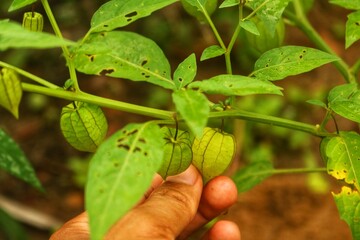 Physalis angulata
or ciplukan or seletupan is another name for golden fruit or golden berries or morel berries or goose cape berries or balloon berries which grow a lot in tropical rainforests.