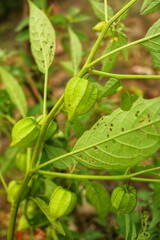 Physalis angulata
or ciplukan or seletupan is another name for golden fruit or golden berries or morel berries or goose cape berries or balloon berries which grow a lot in tropical rainforests.