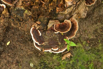 fungus (Trametes versicolor) on rotting fallen trees which contains benefits for curing cancer but...