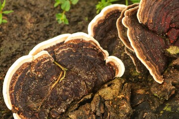 fungus (Trametes versicolor) on rotting fallen trees which contains benefits for curing cancer but must be managed properly