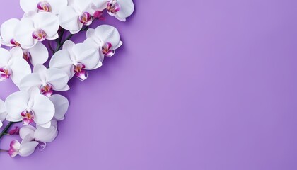 orchid on a colored background, top view,  copy space for text