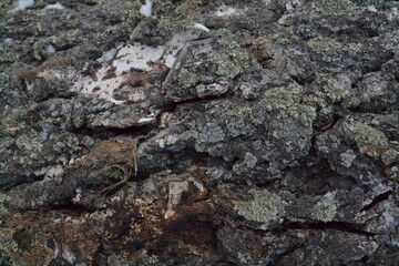 wood