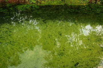 clear river water with a landscape of white sand, aquatic plants, tropical rainforest, small fish, and a very clear river in front. beautiful view