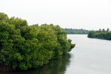 Fototapeta premium mangrove is a shrub or tree that grows mainly in coastal saline or brackish water, grows along coastlines and tidal rivers.