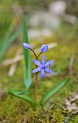 Zweiblättriger Blaustern (Scilla bifolia), vertikal - obrazy, fototapety, plakaty