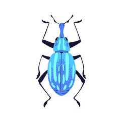 Beetle with antenna, proboscis. Fantastic bug with long nose. Insect, fantasy fauna species, animal top view. Flat graphic vector illustration isolated on white background