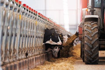 Tractor automatically feeds hay food to cows in modern farm livestock. Concept agriculture industry...