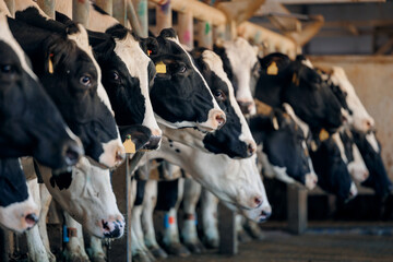 Row Cows on milking suction machine at cattle dairy farm. Concept modern technology equipment agriculture industry © Parilov