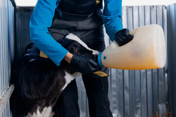 Plakaty  Veterinarian feeds colostrum milk to newborn calf. Cow farm industry concept