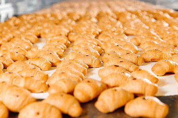 Closeup fresh crispy french croissants with chocolate on conveyor line. Concept traditional Bakery...