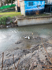 Fototapeta premium A flock of Ducks swimming in a river water