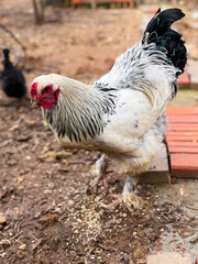 A large Chicken female eating seeds and feeding in a backyard, eco friendly lifestyle