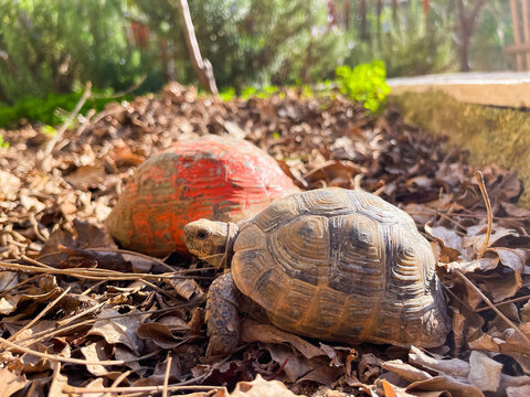 Close up shot of Tortoise reptlies on land walking over dried leaves behind the green grass and trees
