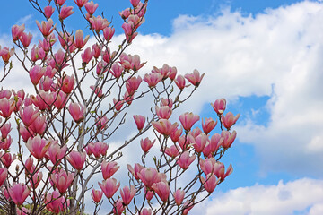 Blooming magnolia tree with beautiful flowers over blue sky in the spring