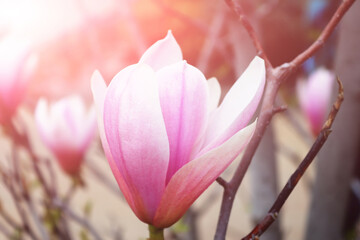 Fototapeta premium Flowers of magnolia tree over green background in springtime. Sunny rays