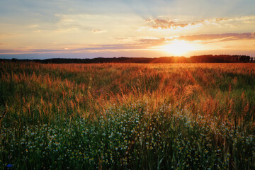 Feld - Wolken - Landschaft - Ecology - Field - Nature - Concept - Environment - Golden - Sunset -...