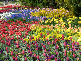 Jardin de tulipes colorées