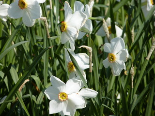 Fleurs blanches dans un jardin