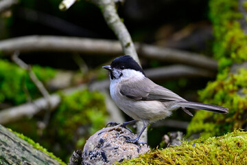 Fototapeta premium Sumpfmeise sitzt auf Meisenknödel // Marsh tit (Poecile palustris)
