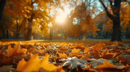 Autumn park scene with a ground-level view highlighting vibrant fallen leaves bathed in the warm glow of the setting sun, filtering through the trees. - obrazy, fototapety, plakaty