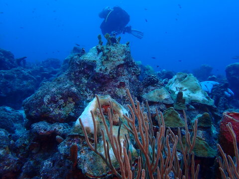 scuba diving underwater world 