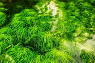 clear river water with a landscape of white sand, aquatic plants, tropical rainforest, small fish, and a very clear river in front. beautiful view