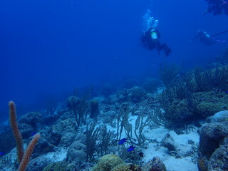 scuba diving underwater world 