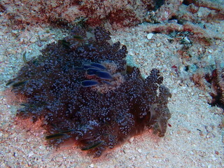 scuba diving underwater world 