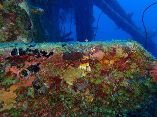 scuba diving underwater world 