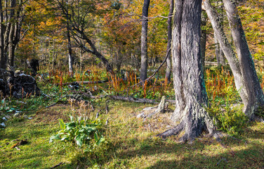 Tierra del Fuego National Park, Patagonia, Argentina