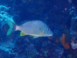 scuba diving underwater world 