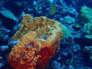 scuba diving underwater world 