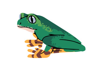 Phyllomedusa tree frog with bright colourful legs. Little green froggy with cute muzzle. Rainforest froglet. Tropical swamp amphibian, exotic jungle reptile. Flat isolated vector illustration on white