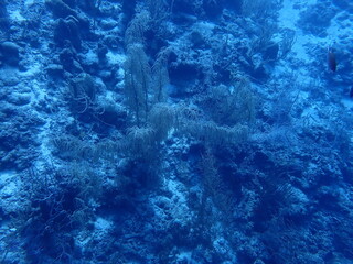 Fototapeta na wymiar underwater coral reef 