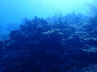 Fototapeta na wymiar underwater coral reef 