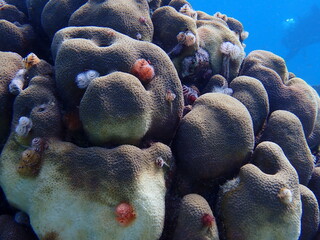 underwater coral reef 
