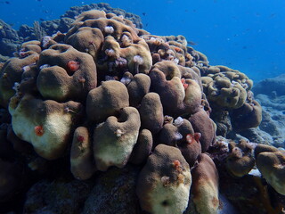 underwater coral reef 