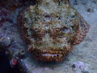 scuba diving underwater world 