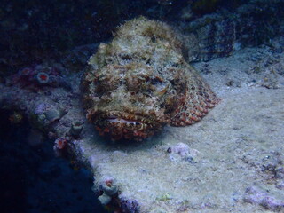 scuba diving underwater world 